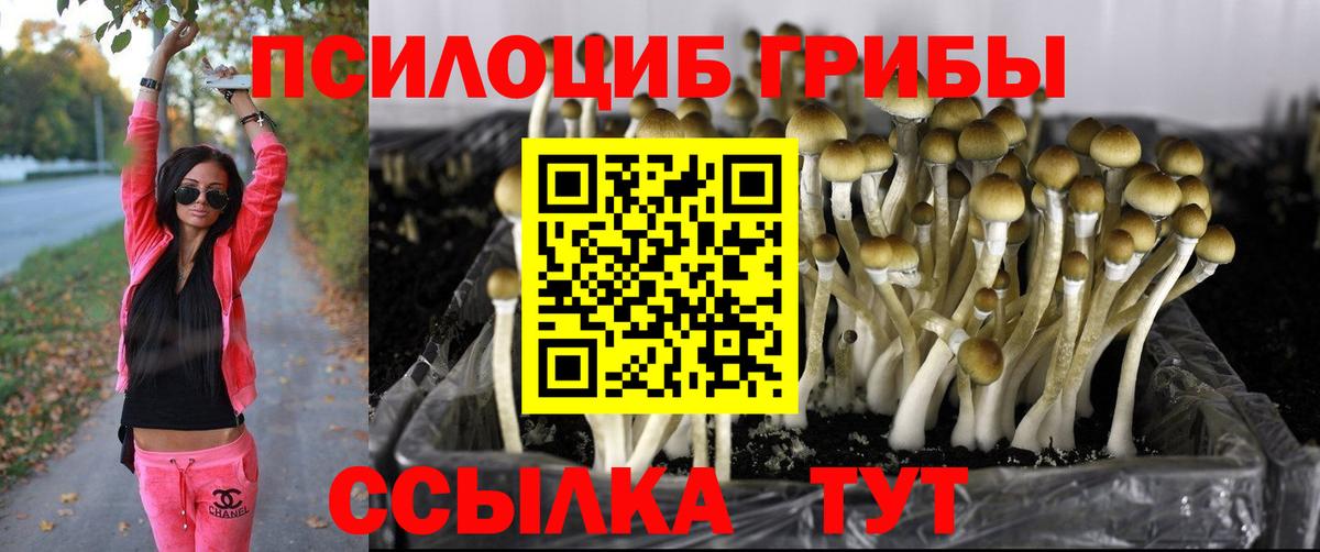 Галлюциногенные грибы GOLDEN TEACHER  Вход с VPN  купить наркотики цена  Гусев 