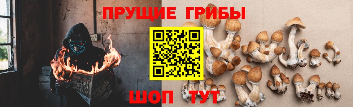Галлюциногенные грибы Cubensis Гусев
